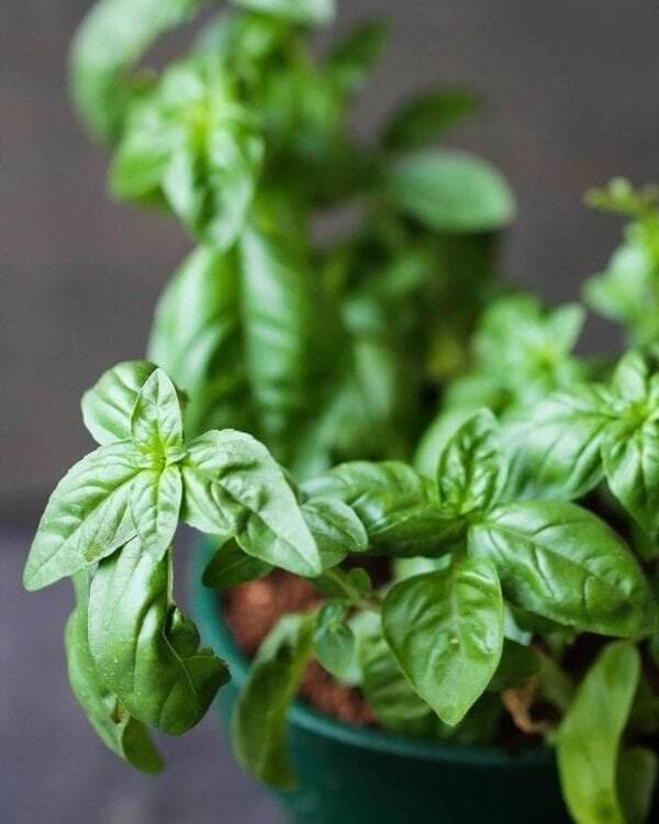 Basil