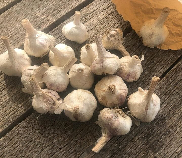 Garlic