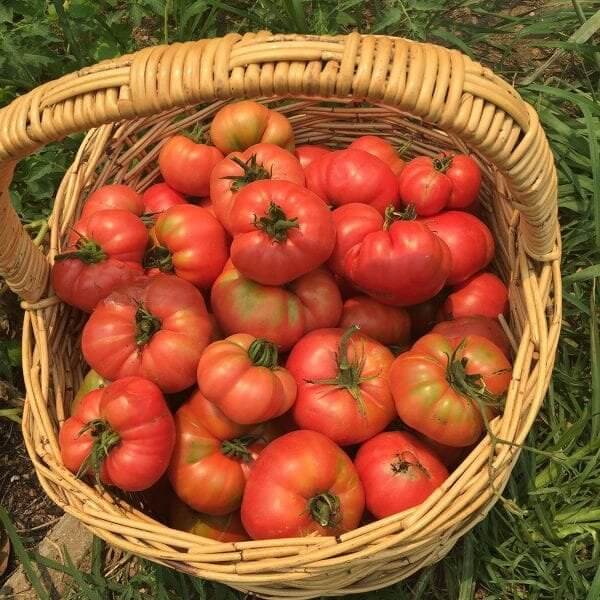 Tomatoes