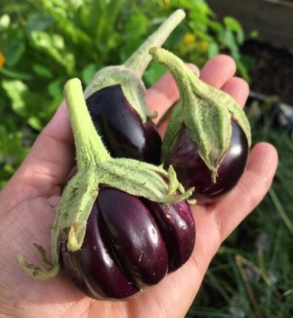 Eggplant